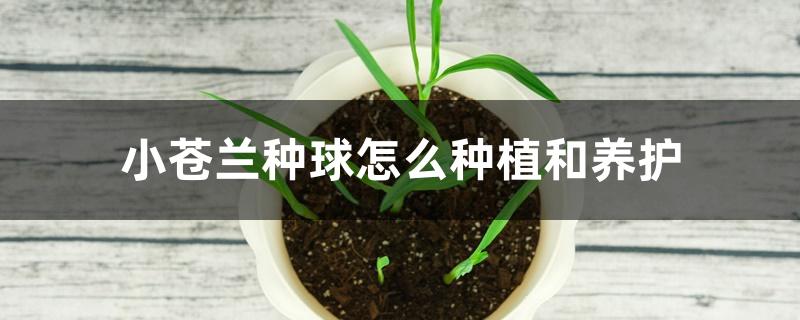 小苍兰种球怎么种植和养护 小苍兰种球怎么种植和养护