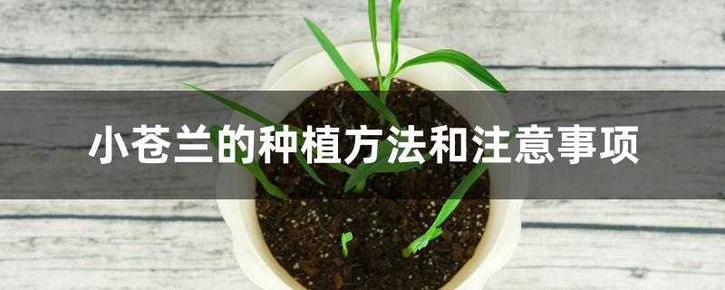 小苍兰的种植方法和注意事项 小苍兰的种植方法和注意事项