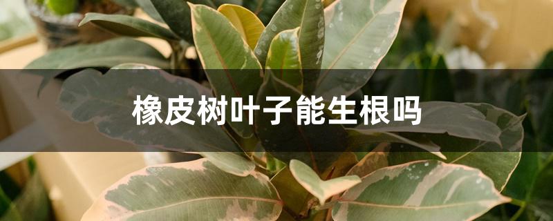 橡皮树叶子能生根吗