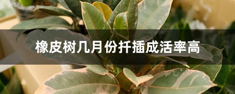橡皮树几月份扦插成活率高 橡皮树几月份扦插成活率高