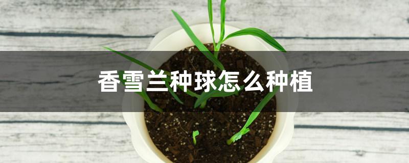 香雪兰种球怎么种植 香雪兰种球怎么种植