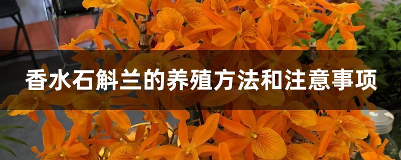 香水石斛兰的养殖方法和注意事项 香水石斛兰的养殖方法和注意事项