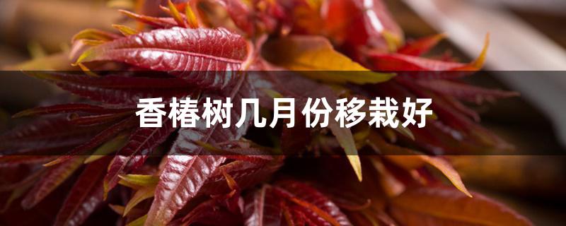 香椿树几月份移栽好 香椿树几月份移栽好