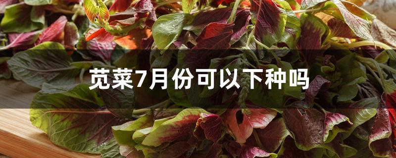 苋菜7月份可以下种吗 苋菜7月份可以下种吗