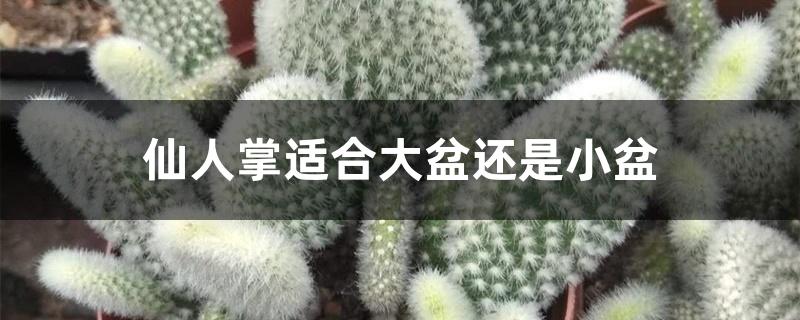 仙人掌适合大盆还是小盆 仙人掌适合大盆还是小盆