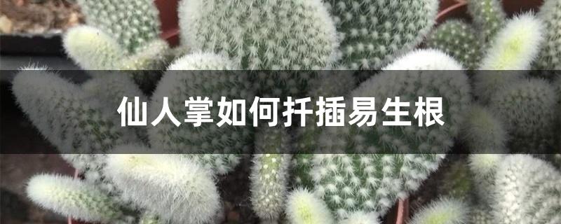 仙人掌如何扦插易生根 仙人掌如何扦插易生根
