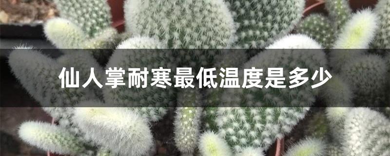 仙人掌耐寒最低温度是多少