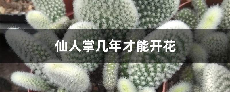 仙人掌几年才能开花 仙人掌几年才能开花