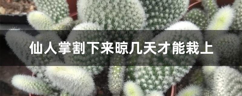 仙人掌割下来晾几天才能栽上 仙人掌割下来晾几天才能栽上