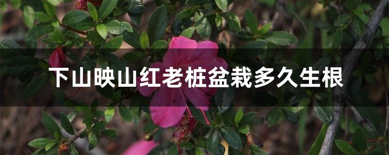 下山映山红老桩盆栽多久生根 下山映山红老桩盆栽多久生根