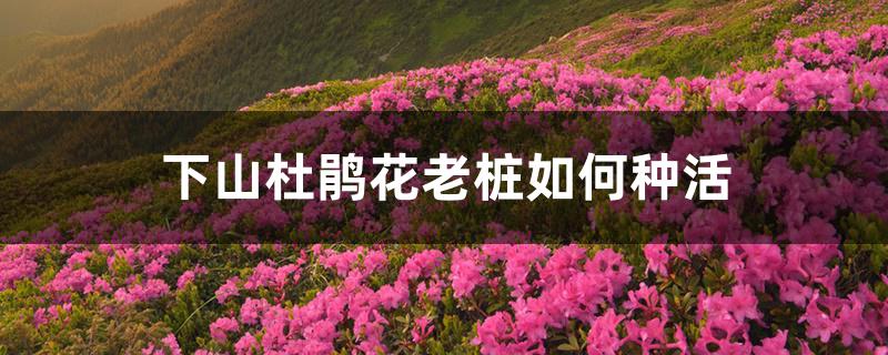 下山杜鹃花老桩如何种活 下山杜鹃花老桩如何种活