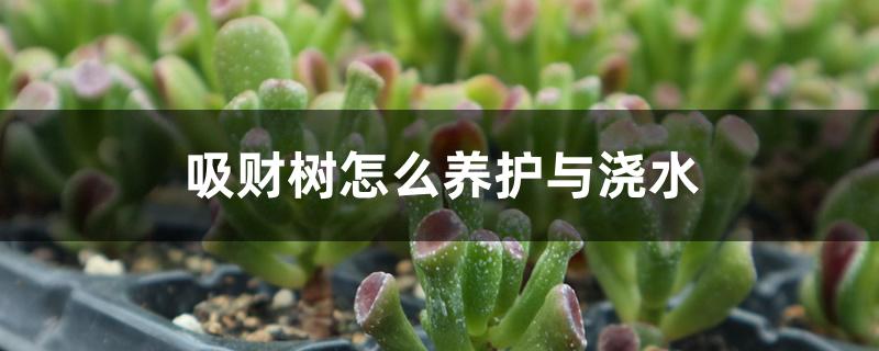 吸财树怎么养护与浇水 吸财树怎么养护与浇水