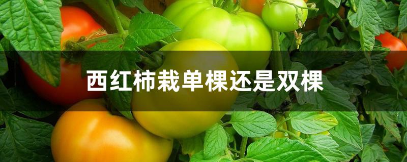 西红柿栽单棵还是双棵 西红柿栽单棵还是双棵