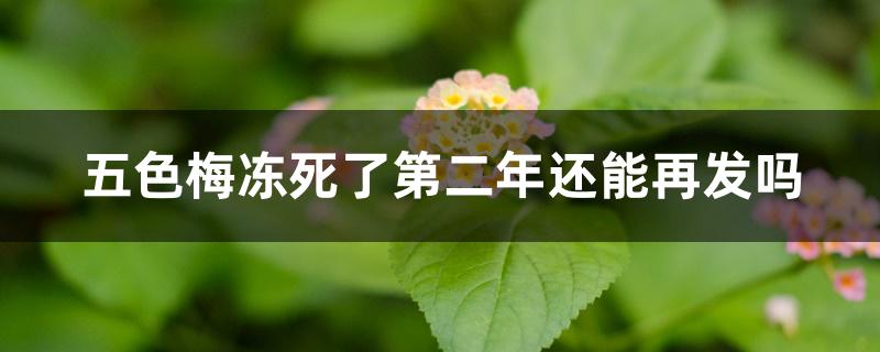 五色梅冻死了第二年还能再发吗 五色梅冻死了第二年还能再发吗
