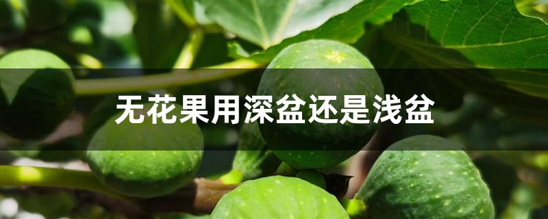 无花果用深盆还是浅盆 无花果用深盆还是浅盆
