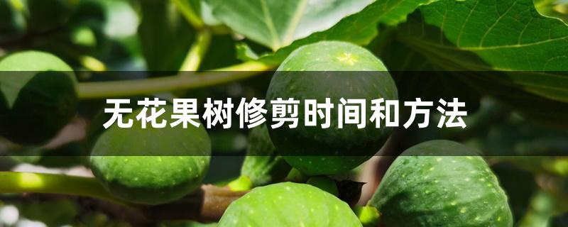 无花果树修剪时间和方法 无花果树修剪时间和方法