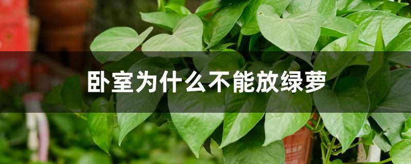 卧室为什么不能放绿萝 卧室为什么不能放绿萝