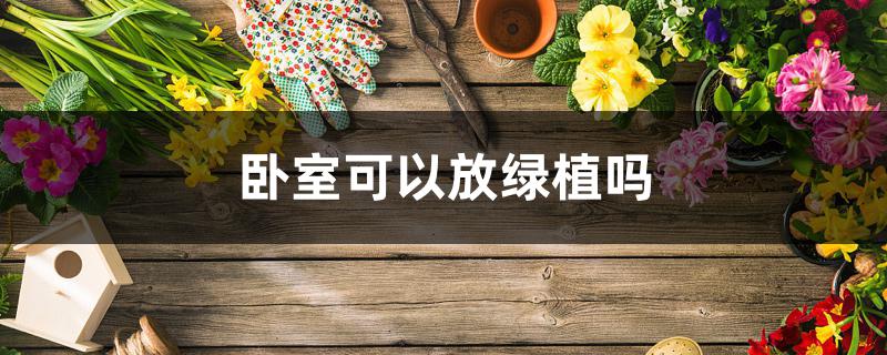 卧室可以放绿植吗 卧室可以放绿植吗
