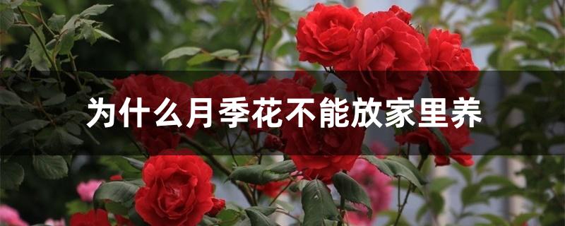 为什么月季花不能放家里养 为什么月季花不能放家里养