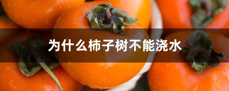 为什么柿子树不能浇水 为什么柿子树不能浇水