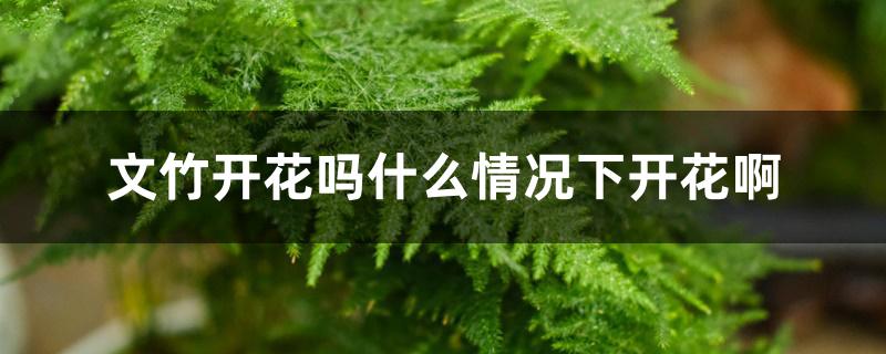 文竹开花吗什么情况下开花啊