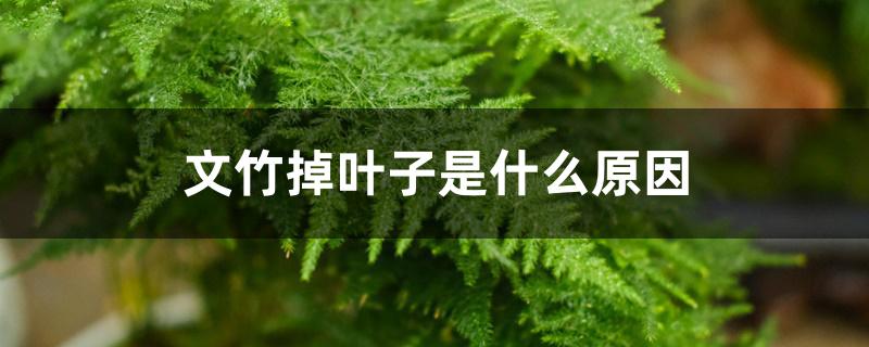 文竹掉叶子是什么原因 文竹掉叶子是什么原因
