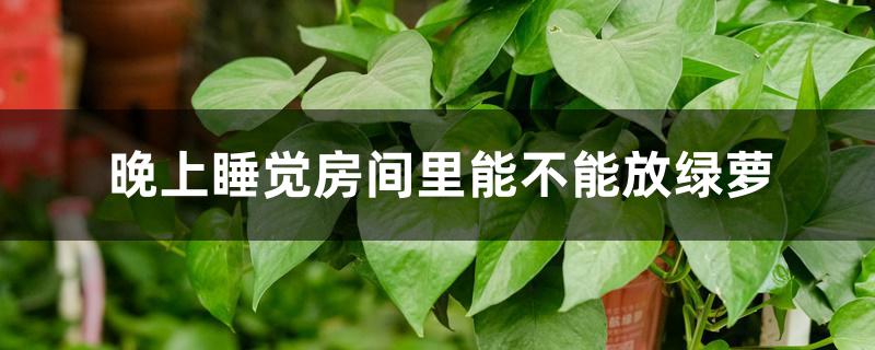 晚上睡觉房间里能不能放绿萝 晚上睡觉房间里能不能放绿萝