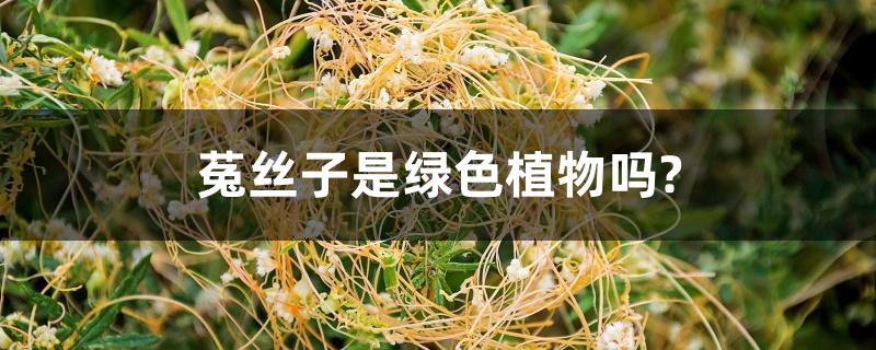 菟丝子是绿色植物吗? 菟丝子是绿色植物吗?