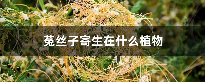 菟丝子寄生在什么植物 菟丝子寄生在什么植物