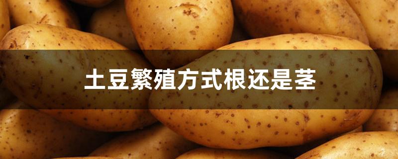 土豆繁殖方式根还是茎 土豆繁殖方式根还是茎