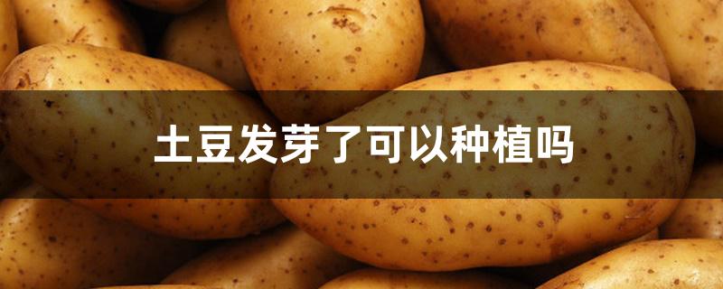 土豆发芽了可以种植吗 土豆发芽了可以种植吗