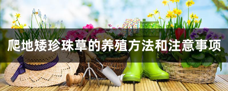 爬地矮珍珠草的养殖方法和注意事项 爬地矮珍珠草的养殖方法和注意事项