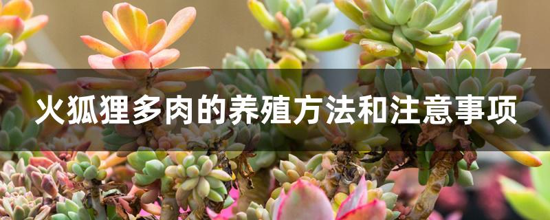 火狐狸多肉的养殖方法和注意事项 火狐狸多肉的养殖方法和注意事项