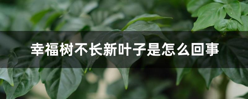 幸福树不长新叶子是怎么回事 幸福树不长新叶子是怎么回事