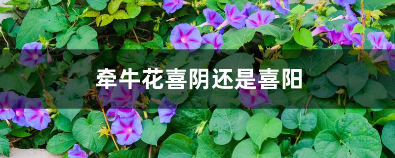 牵牛花喜阴还是喜阳 牵牛花喜阴还是喜阳