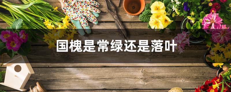 国槐是常绿还是落叶 国槐是常绿还是落叶