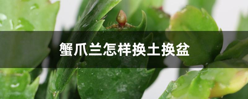 蟹爪兰怎样换土换盆 蟹爪兰怎样换土换盆
