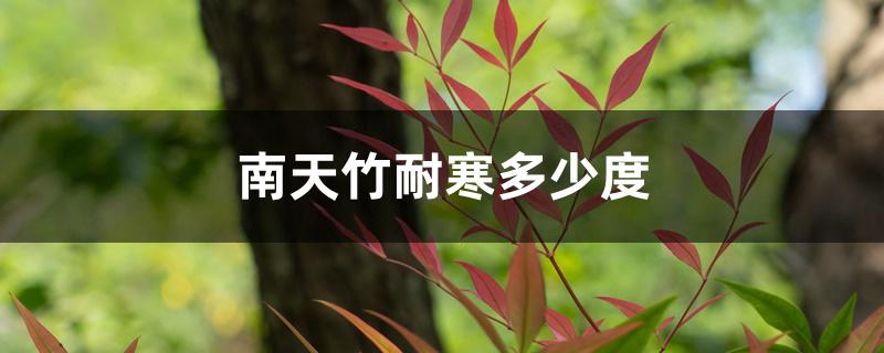 南天竹耐寒多少度 南天竹耐寒多少度