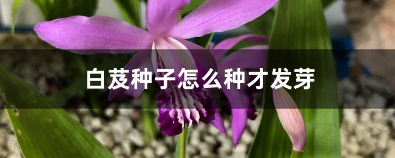 白芨种子怎么种才发芽 白芨种子怎么种才发芽