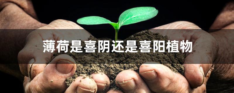 薄荷是喜阴还是喜阳植物 薄荷是喜阴还是喜阳植物