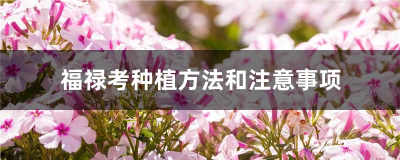 福禄考种植方法和注意事项 福禄考种植方法和注意事项