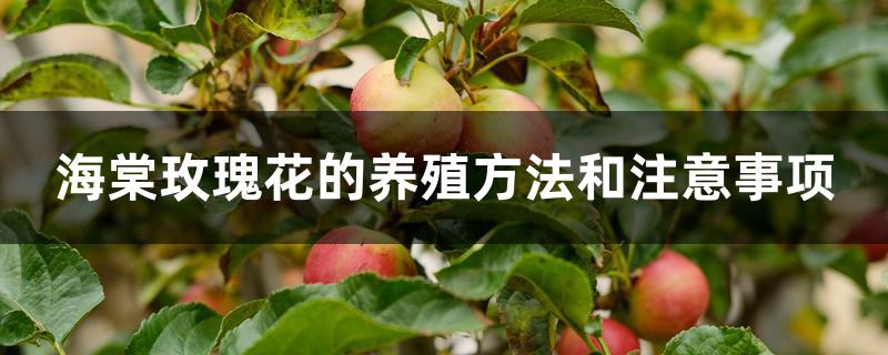 海棠玫瑰花的养殖方法和注意事项 海棠玫瑰花的养殖方法和注意事项