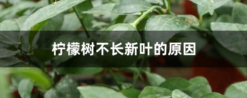 柠檬树不长新叶的原因 柠檬树不长新叶的原因