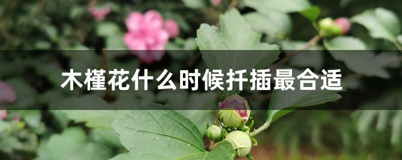 木槿花什么时候扦插最合适 木槿花什么时候扦插最合适