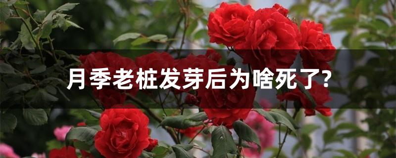 月季老桩发芽后为啥死了? 月季老桩发芽后为啥死了?