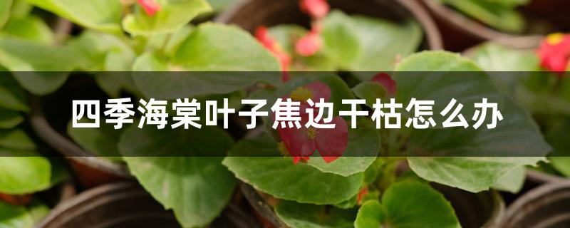 四季海棠叶子焦边干枯怎么办 四季海棠叶子焦边干枯怎么办