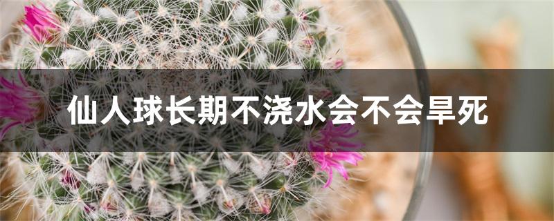 仙人球长期不浇水会不会旱死 仙人球长期不浇水会不会旱死