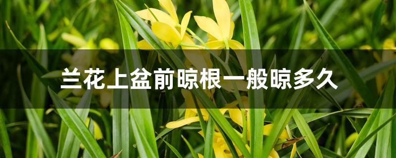 兰花上盆前晾根一般晾多久 兰花上盆前晾根一般晾多久