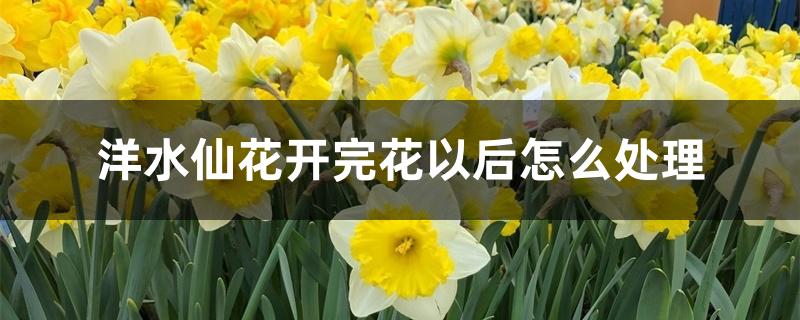 洋水仙花开完花以后怎么处理 洋水仙花开完花以后怎么处理