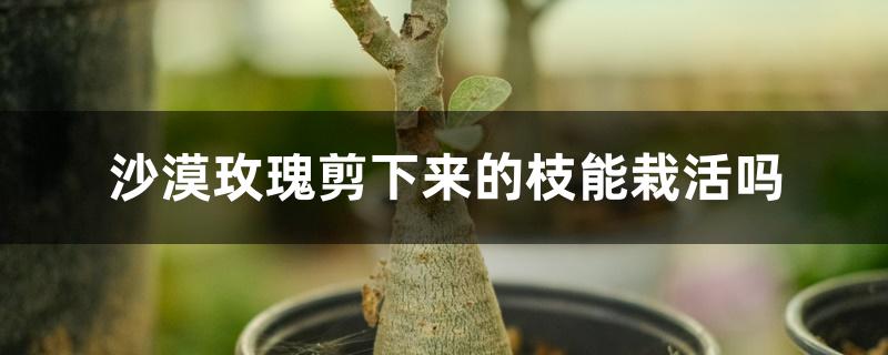 沙漠玫瑰剪下来的枝能栽活吗 沙漠玫瑰剪下来的枝能栽活吗